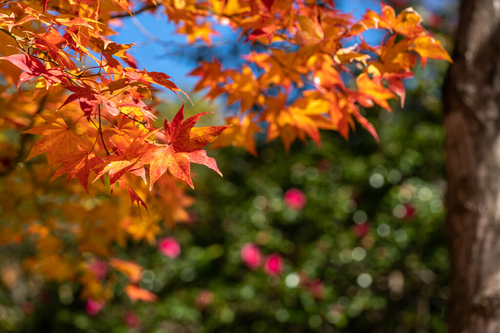 「紅葉とサザンカ」