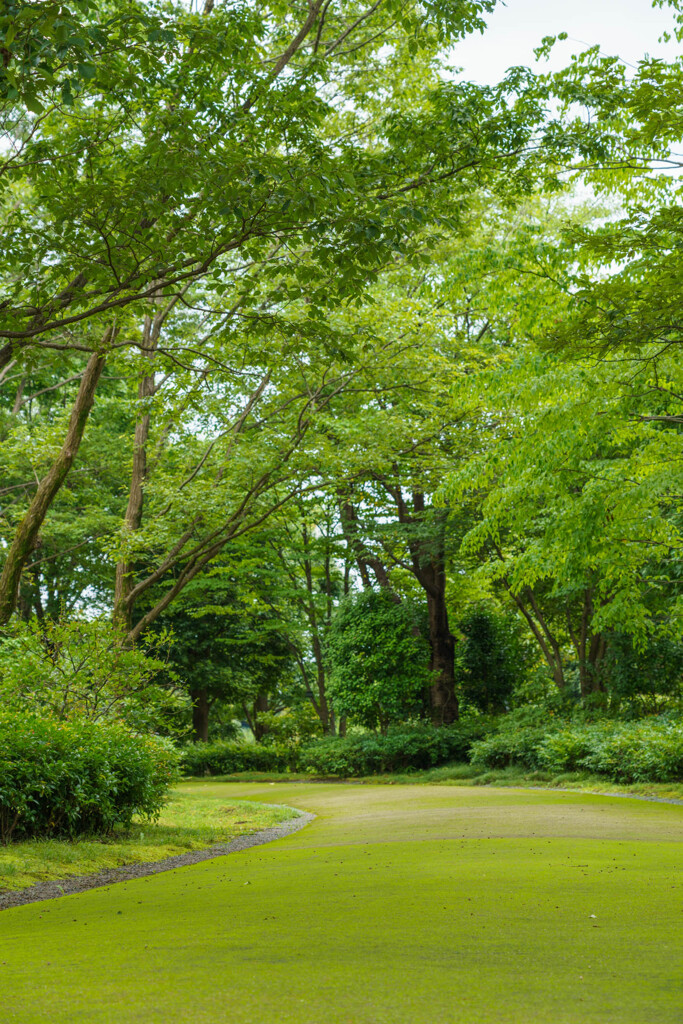 「緑の絨毯」