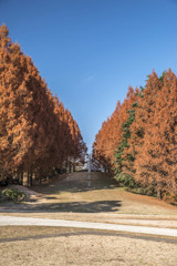 昭和記念公園