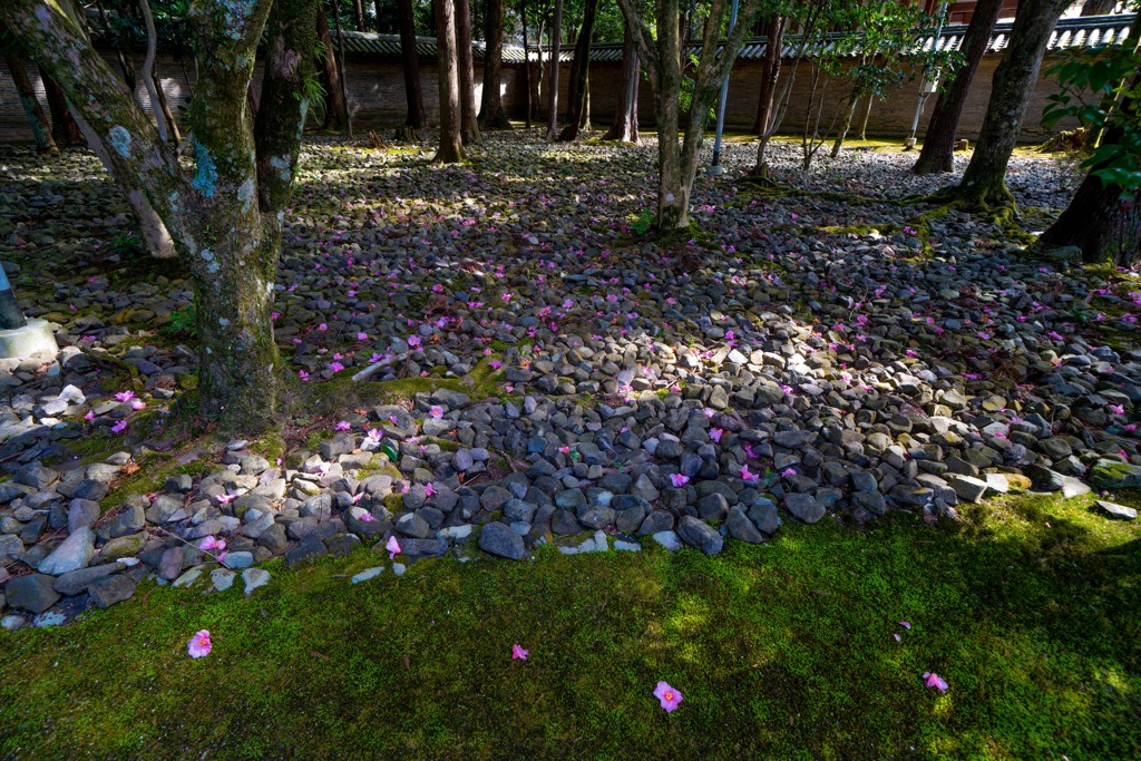 庭石と椿