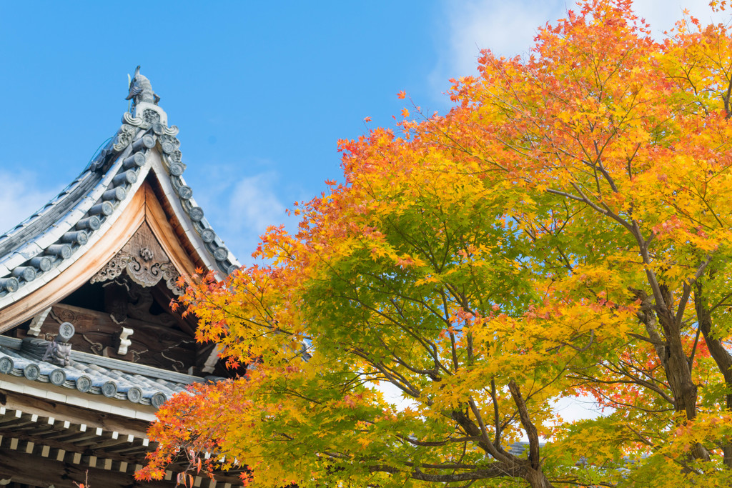 善峰寺の秋