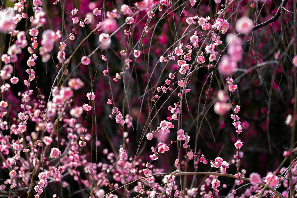 梅の花