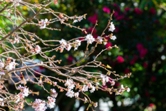 十月桜　と　サザンカ