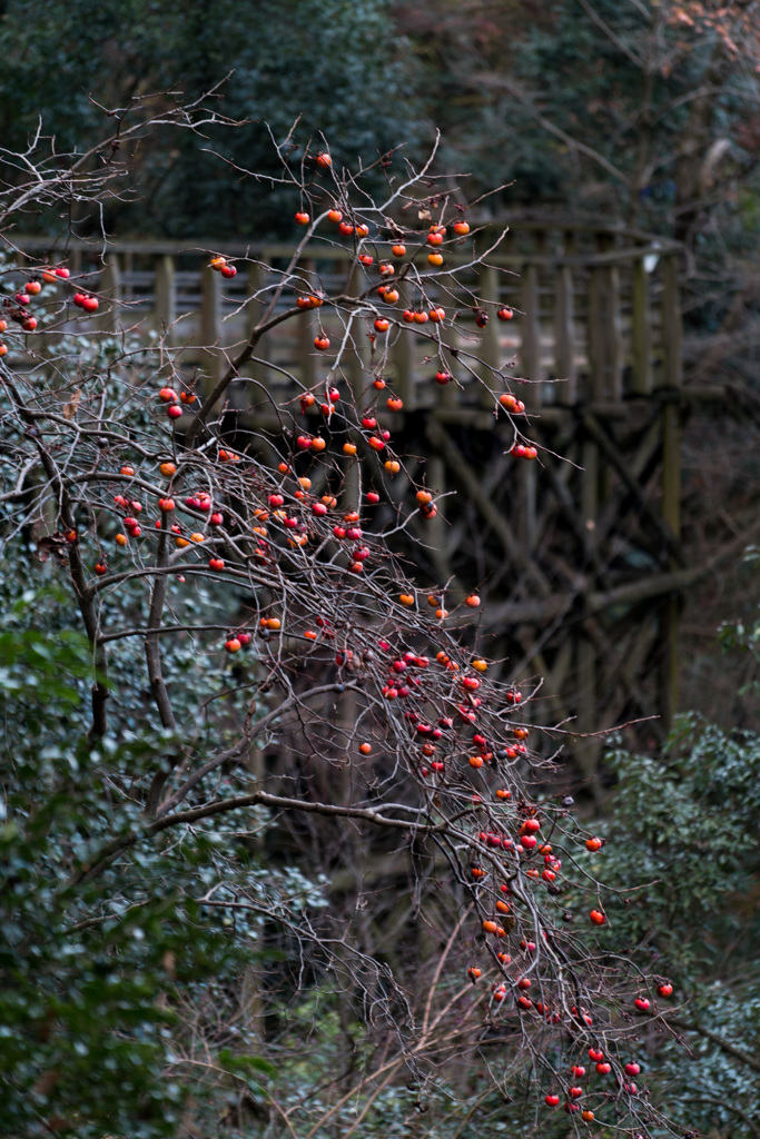 木道