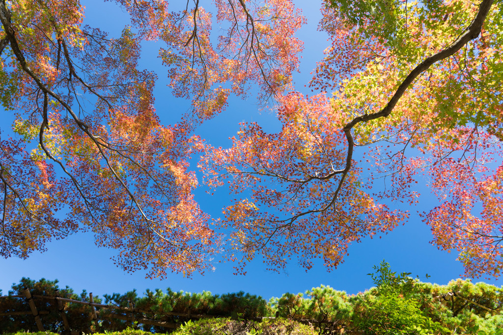 モミジ紅葉