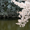 春の堀