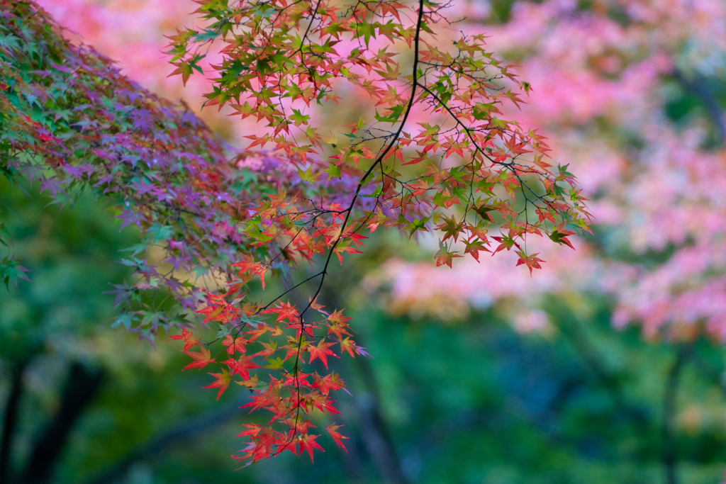 青モミジの森