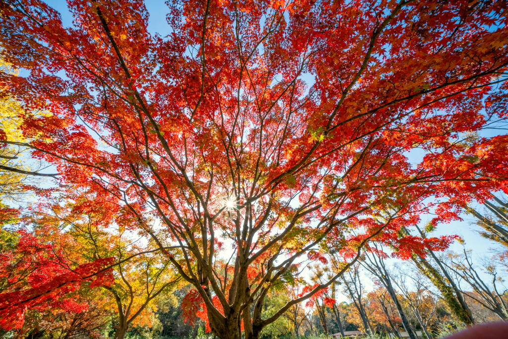紅葉を迎えた大木－２
