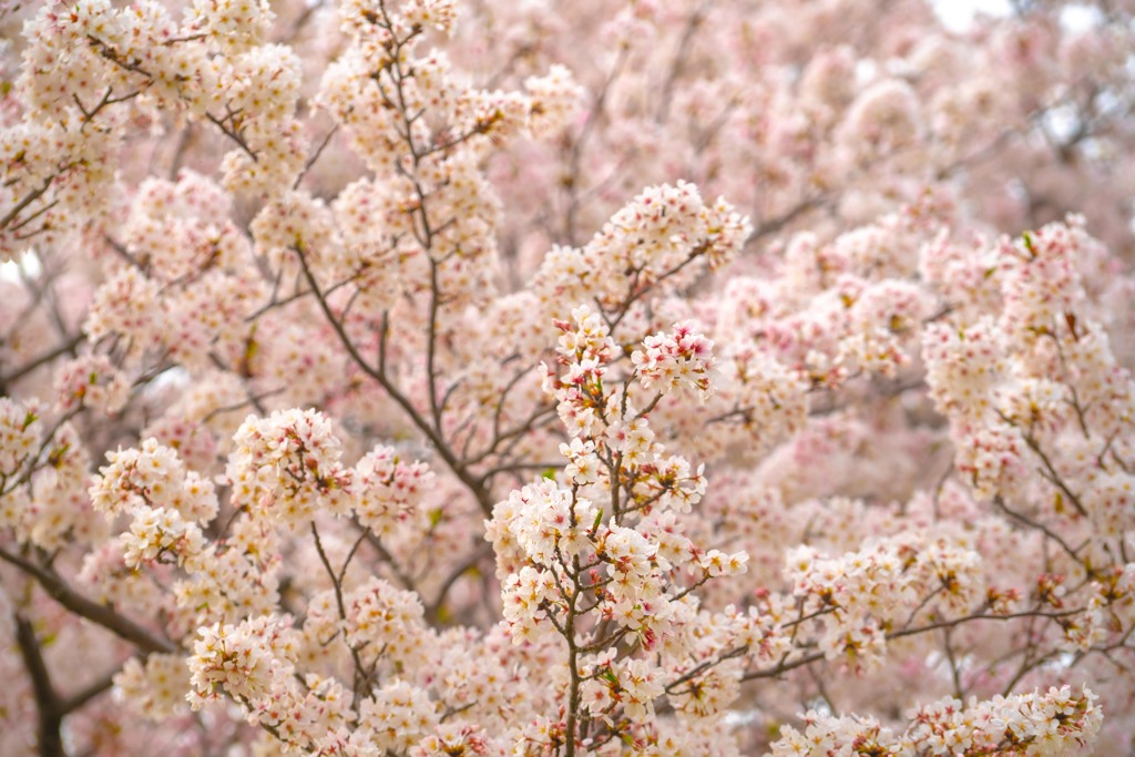 満開桜