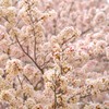 満開桜