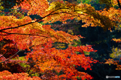 神戸市立森林植物園　Ⅱ回目－6