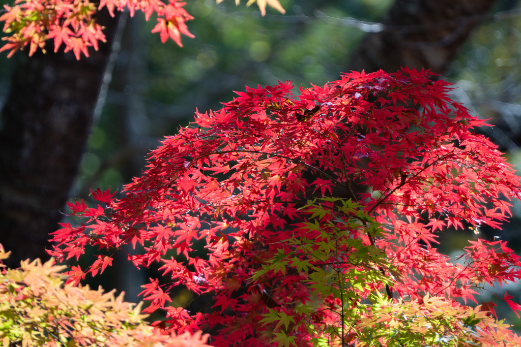 神戸市立森林植物園　Ⅱ回目－1