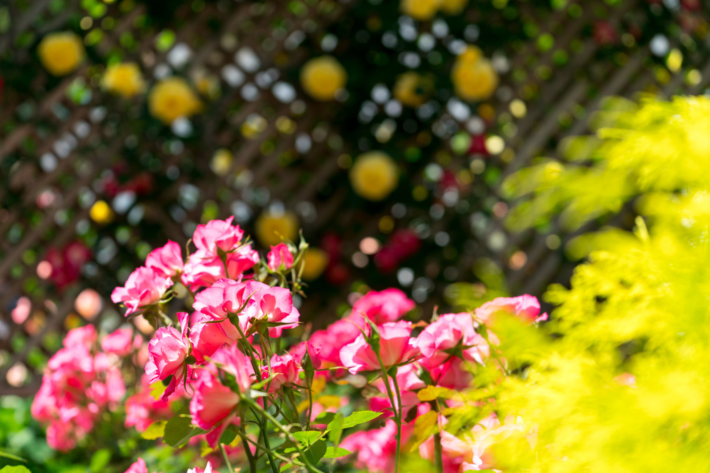 バラ園の花たち