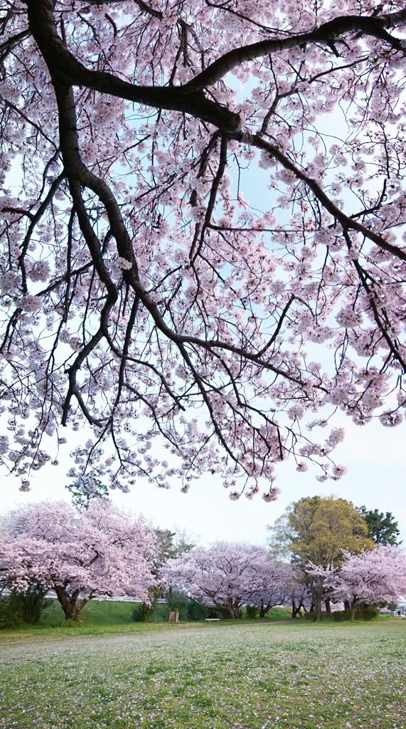 もうすぐ散り桜