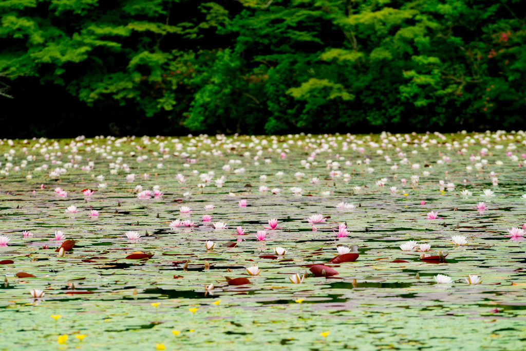 蓮の花多数