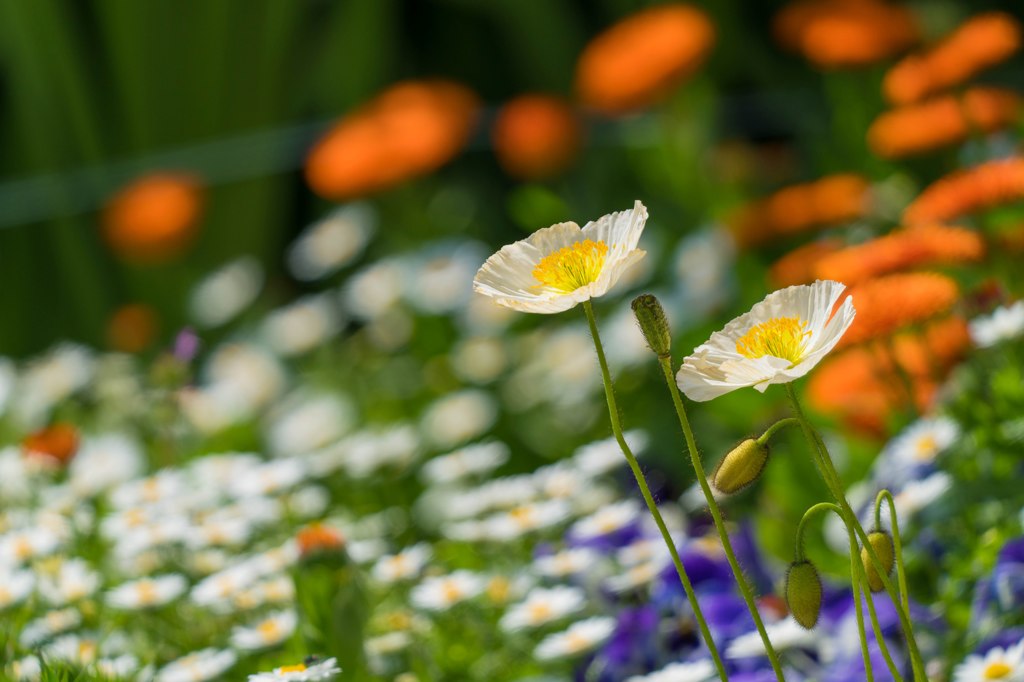 春の花々