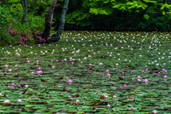 梅雨の頃