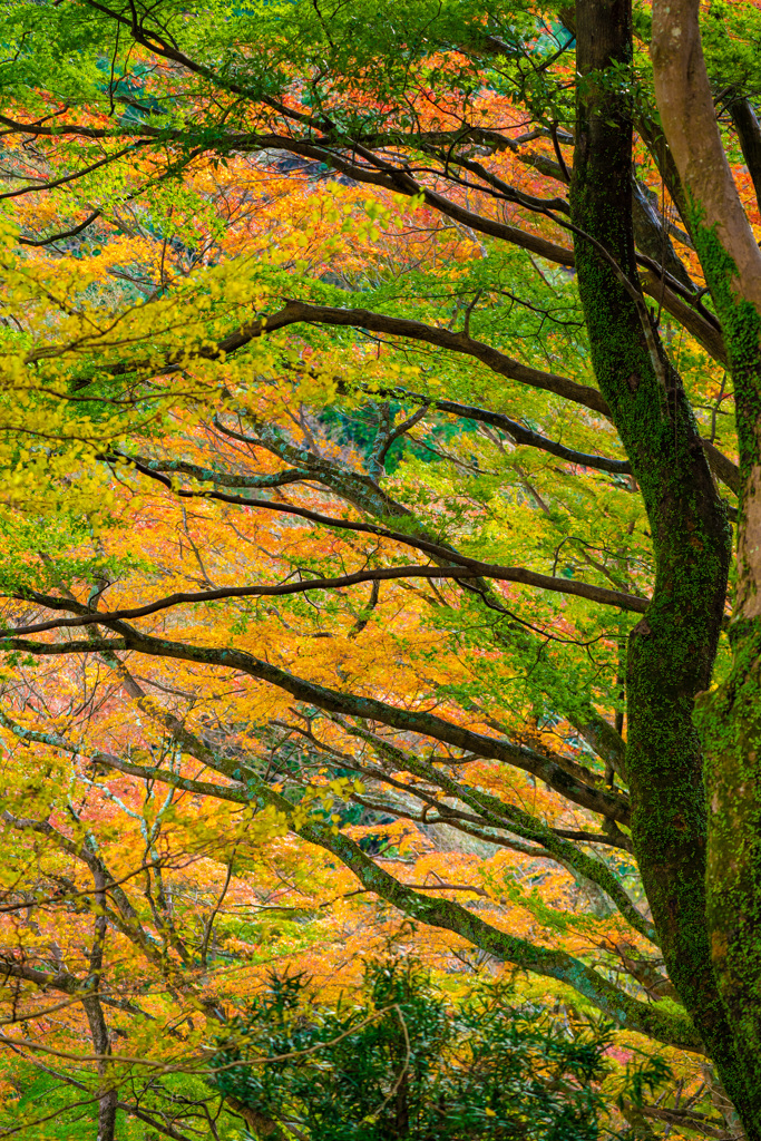 全山紅葉の盛り