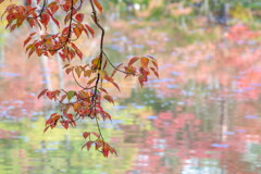 紅葉の長谷池－３