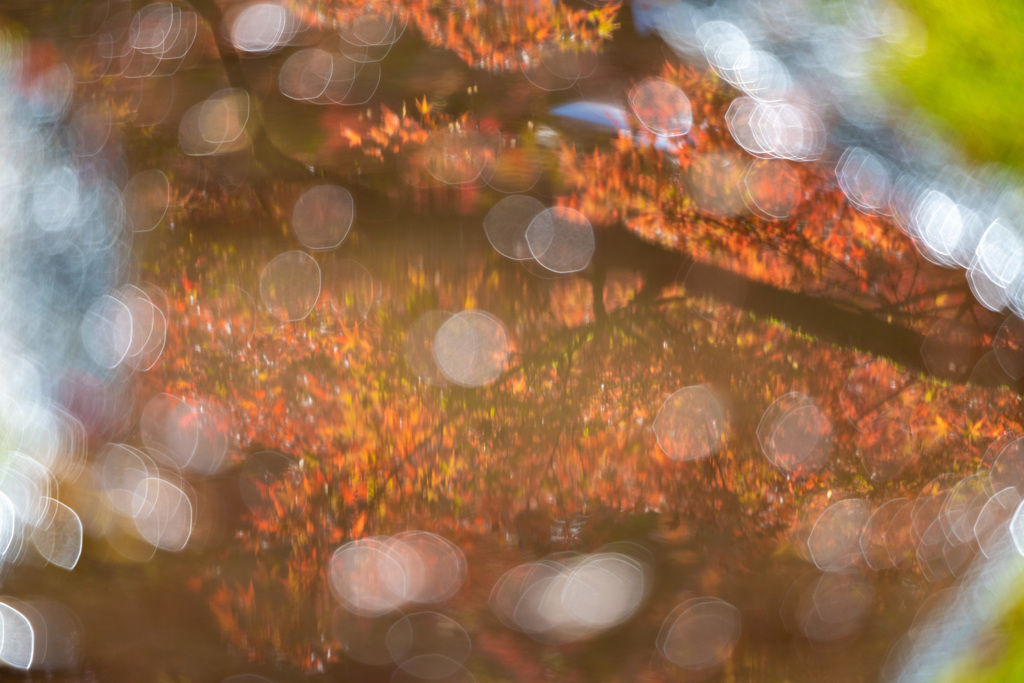 茶室庭園の紅葉－5