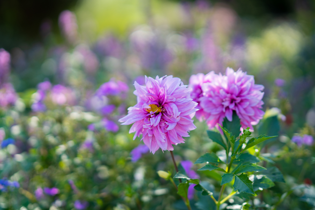 ダリアの花