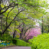 公園の坂道