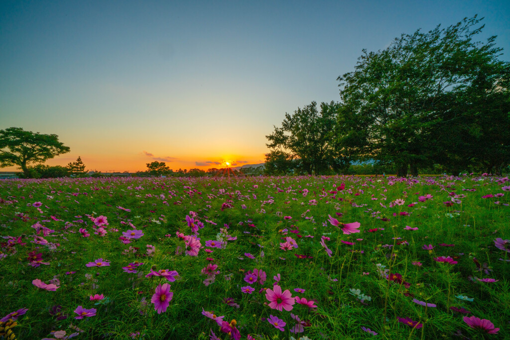 コスモス畑の夕暮れ