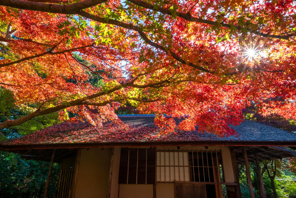 日本庭園茶室－5