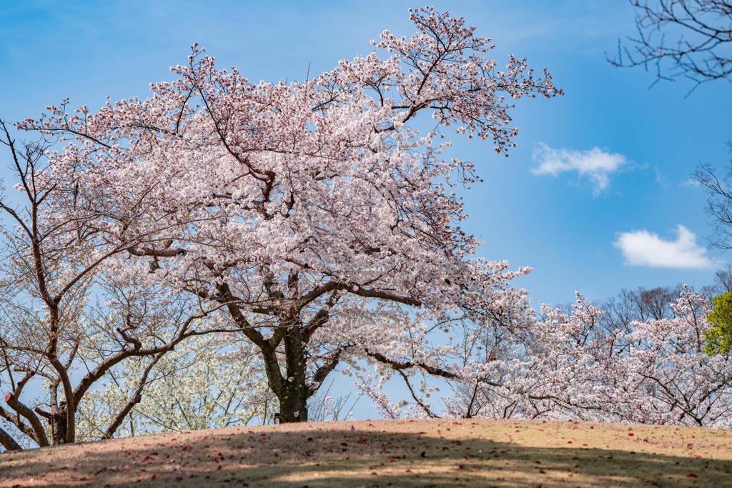 一本桜