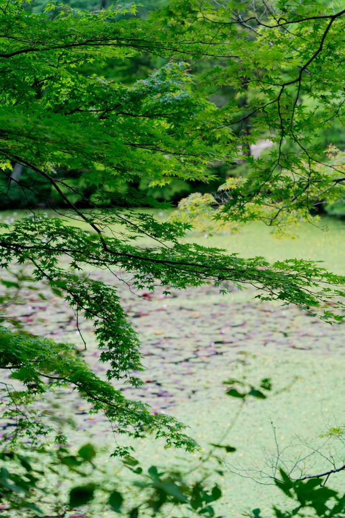 まだまだ青い