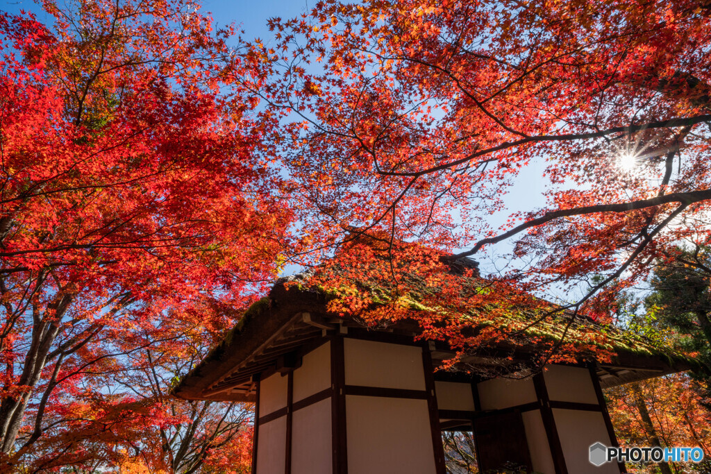 仁王門の紅葉