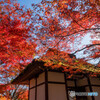 仁王門の紅葉