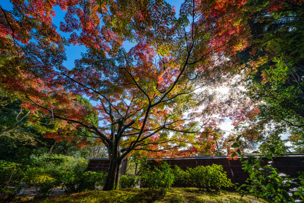 茶室庭園の紅葉－3