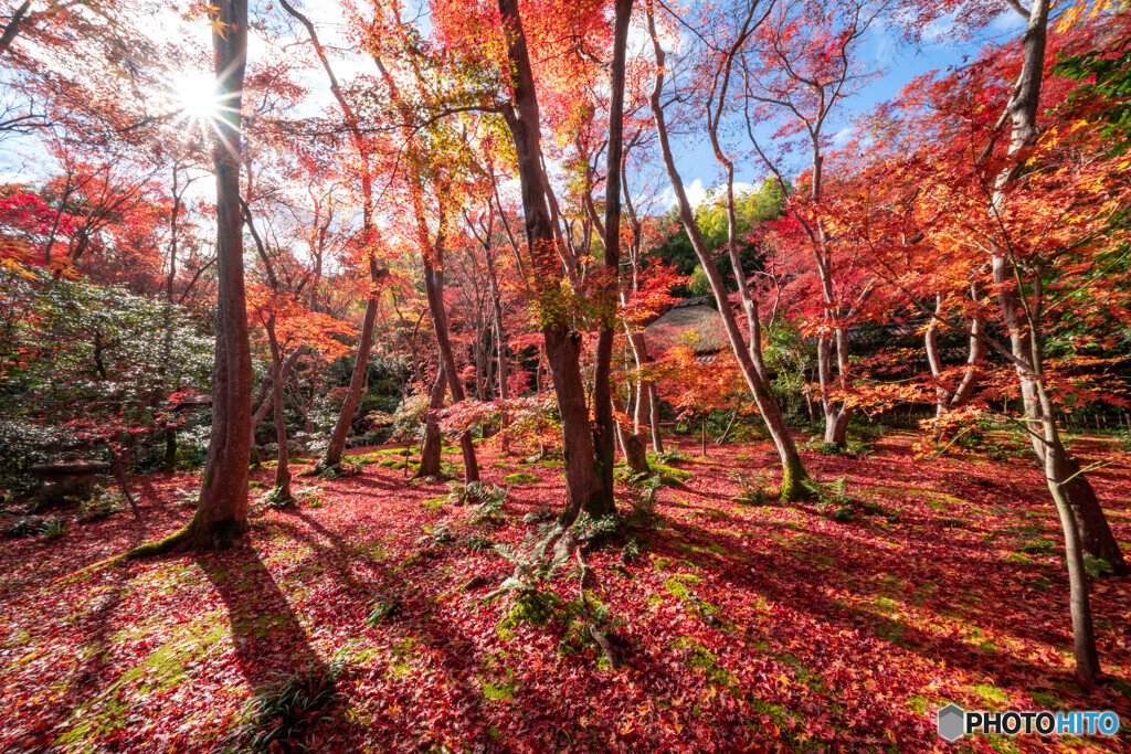 祇王寺 散り紅葉－12時