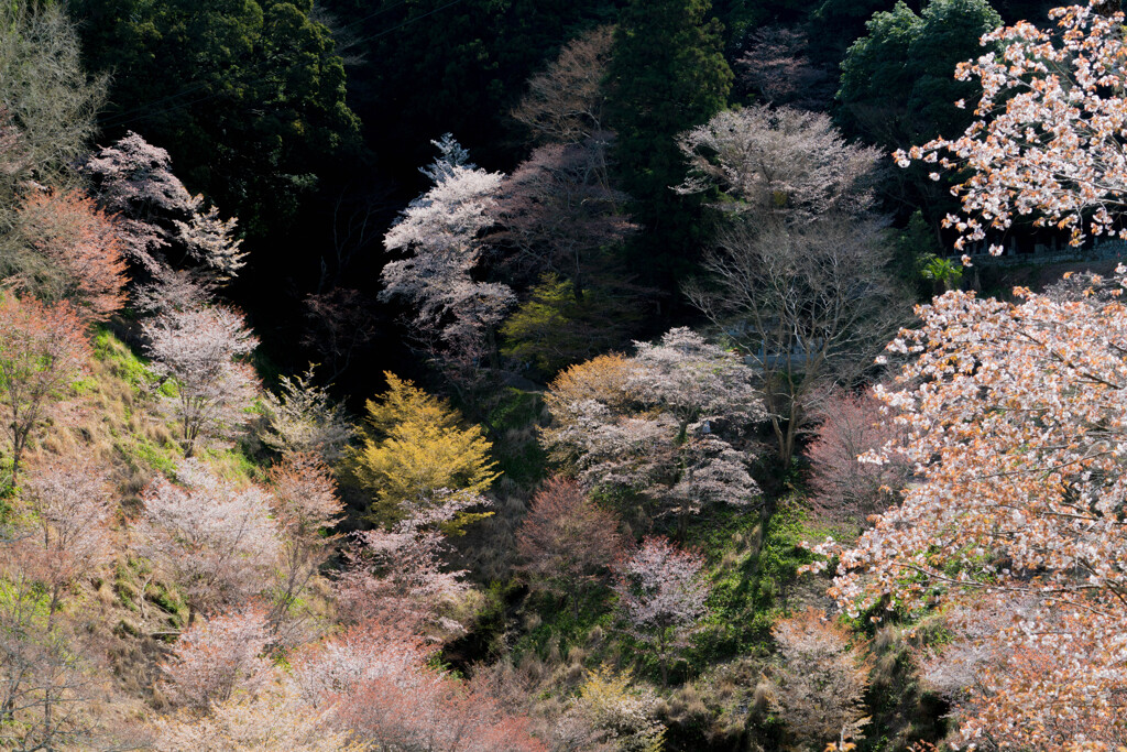 山桜