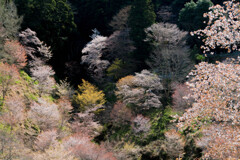山桜