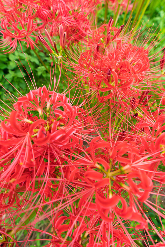 群生彼岸花