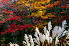 紅葉とススキ