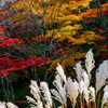 紅葉とススキ