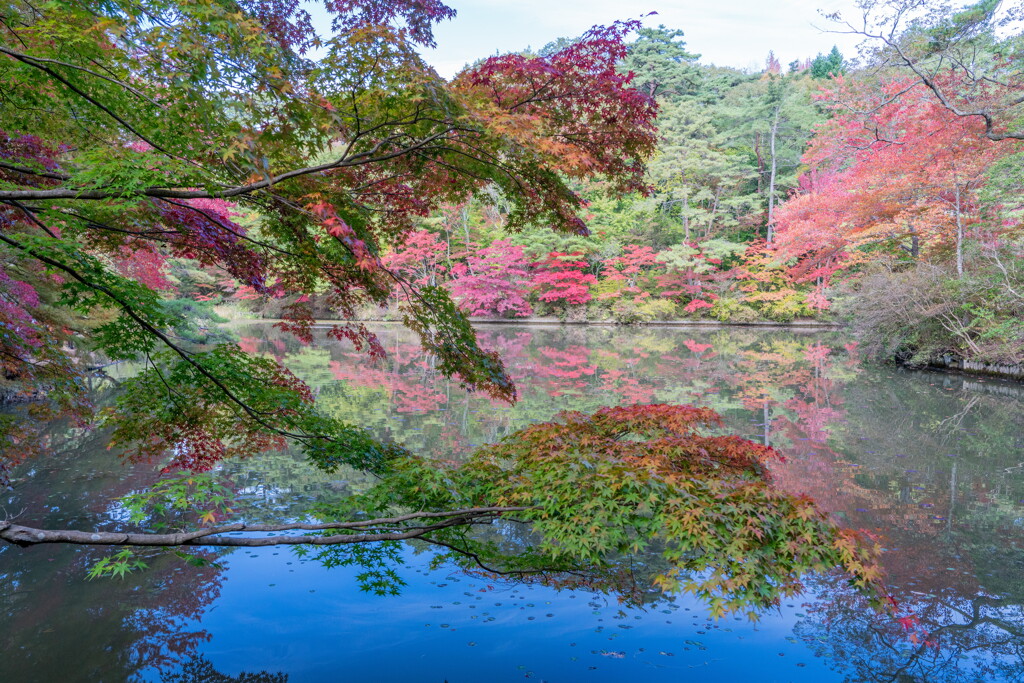 紅葉の長谷池－４