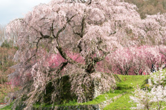 一本桜