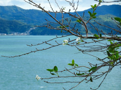 桜咲く