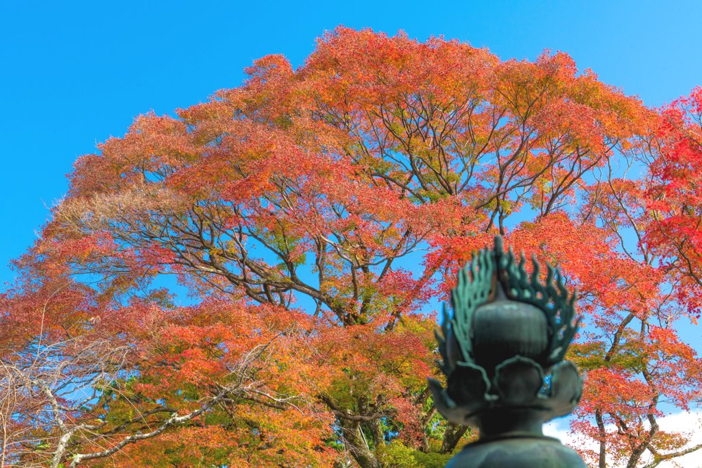 観音堂紅葉