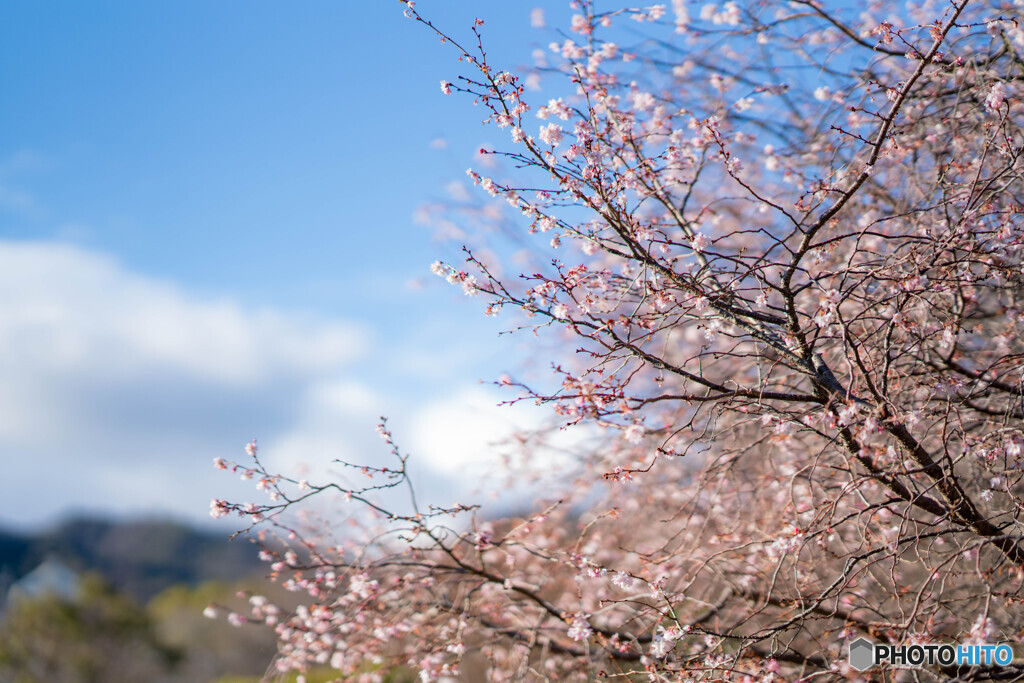 1月の「10月桜」