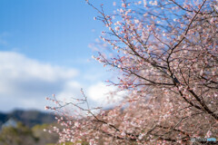 1月の「10月桜」
