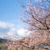 1月の「10月桜」