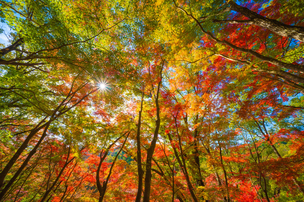 今年も紅葉－1