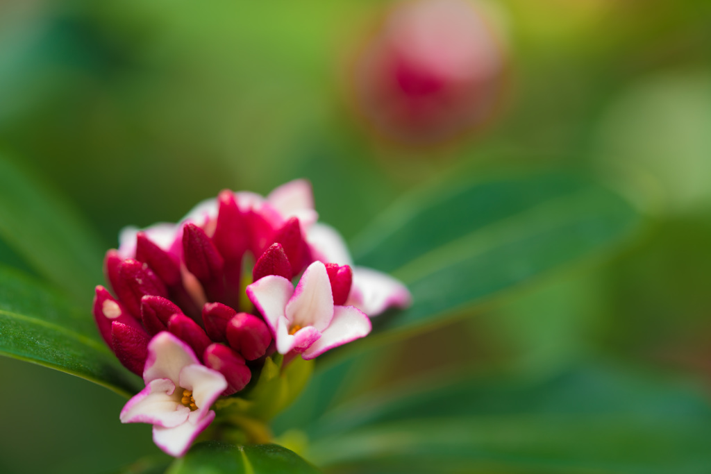 沈丁花