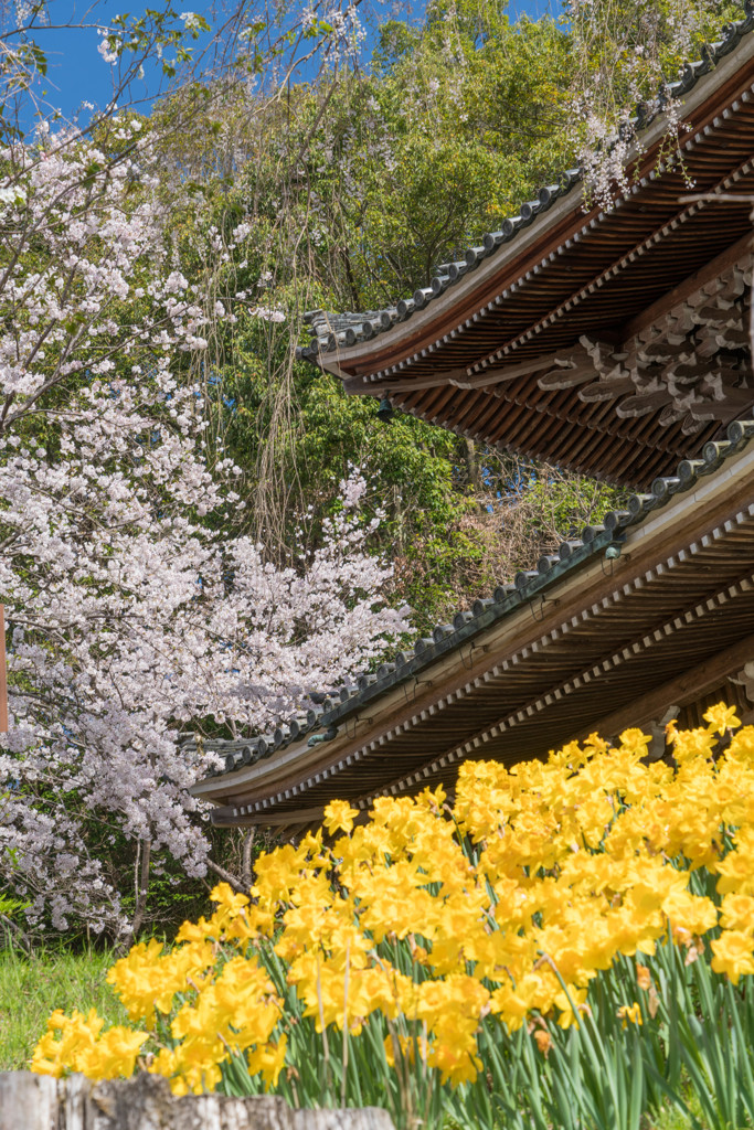 春の多宝塔