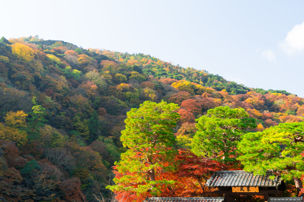 紅葉の景色